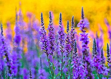 Fami通新一周销量榜 《星刃》四连冠